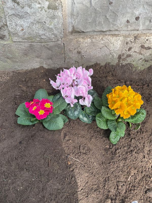 Three flowers planted in soil. The first from the left is bright pink with some yellow on the inside, the second one is a pastel lilac colored, the third one is a warm yellow.