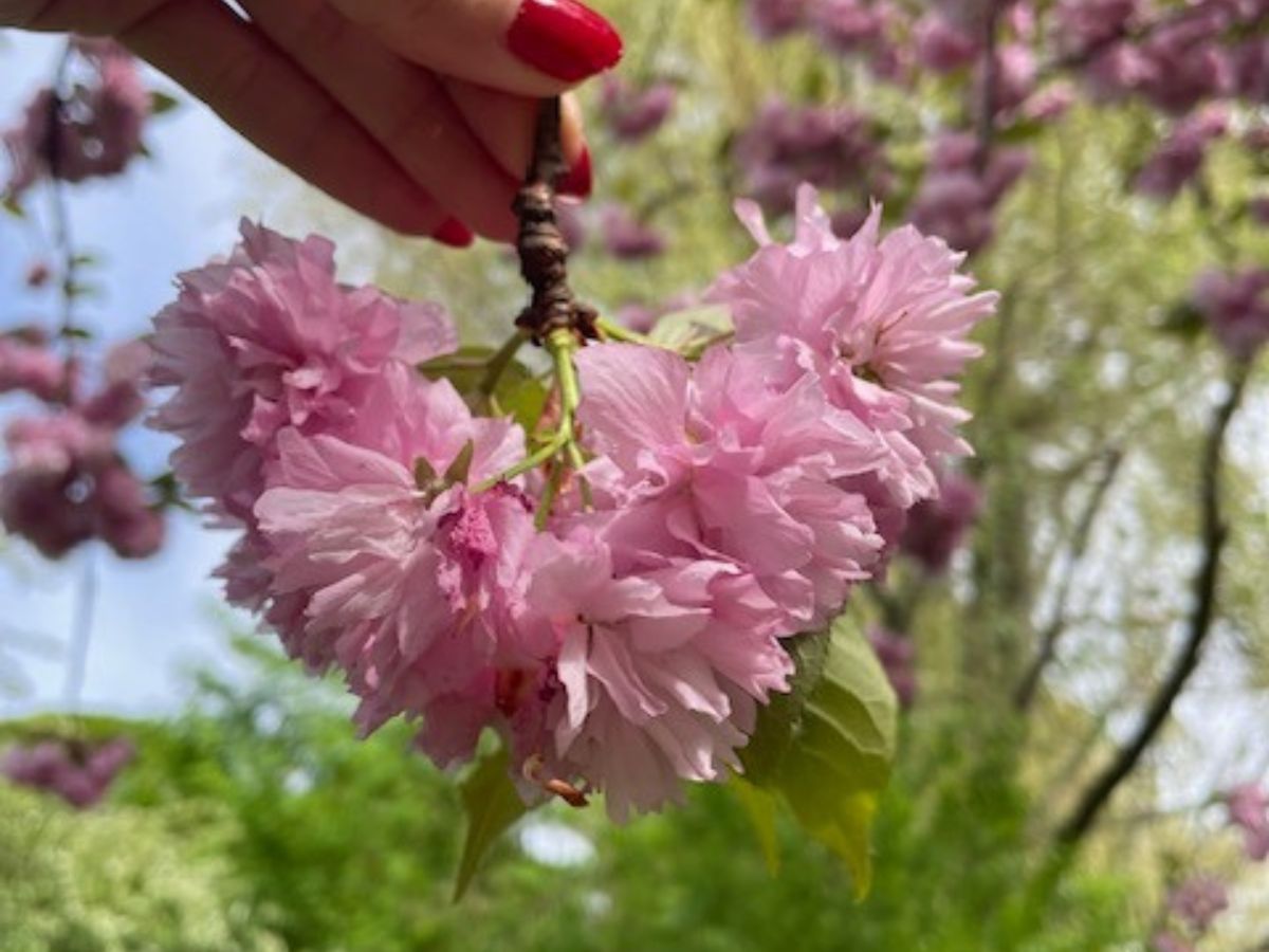 A hand holding a twig of a cherry tree with cherry blossoms in bloom