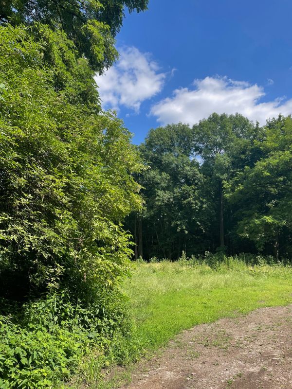 a path and on the left hand side a beautiful forest.