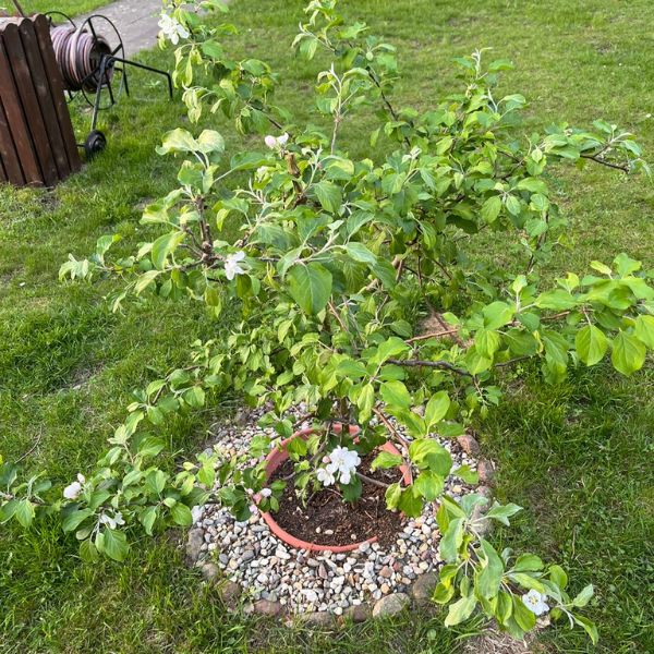 a small apple tree with some pink blossoms