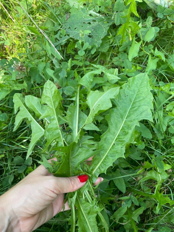 Dandelion