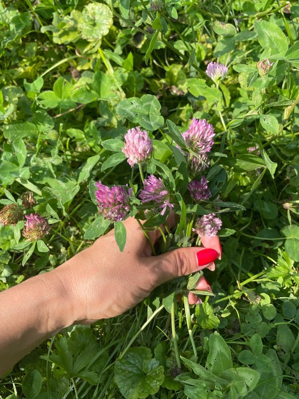 Red Clover