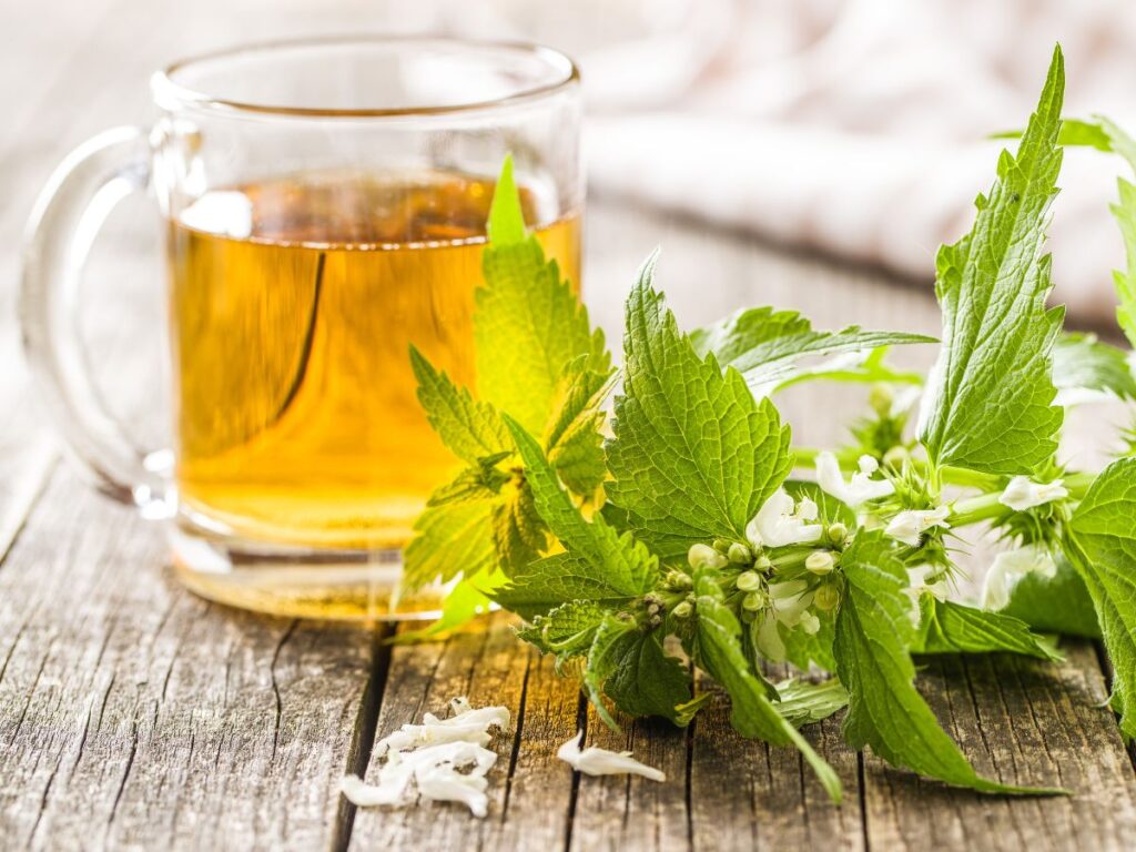 Stinging Nettle Infusion: The Powerful Game-Changer for Women’s Health