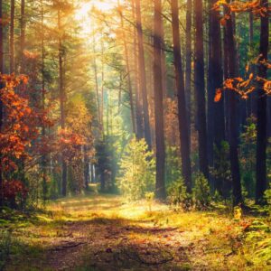 The Golden Month of Opportunity - September Energies & Card Readings