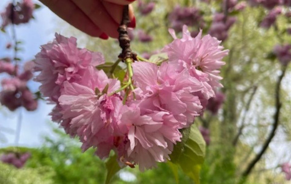 A hand holding a twig of a cherry tree with cherry blossoms in bloom